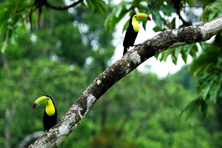 Toekans foto gekregen van Maquenque Lodge Toekans foto gekregen van Maquenque Lodge