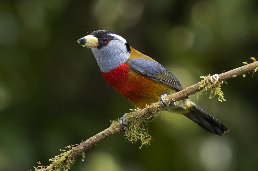 Toucan Barbet