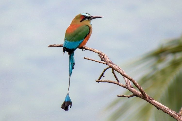Turquoise browed Motmot Dry Scrub Forest