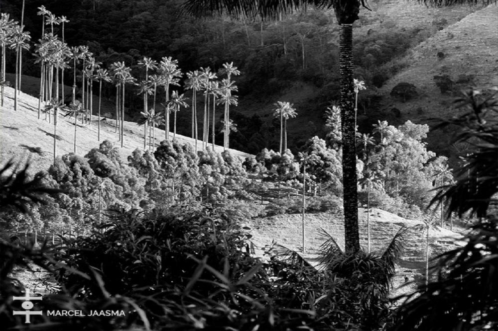 Valle de Cocora 3 1 Valle de Cocora 3 1