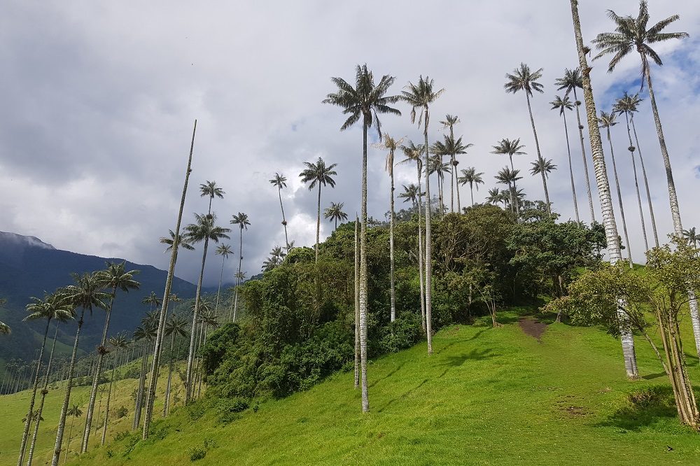 reiservaring Colombia Valle de Cocora