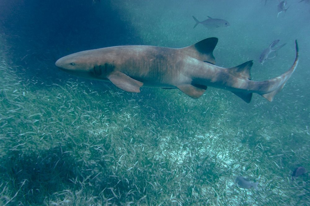 Verpleegsterhaai Hol Chan Marine Reserve foto Unsplash