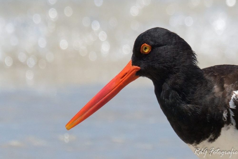 Vogel Galapagos