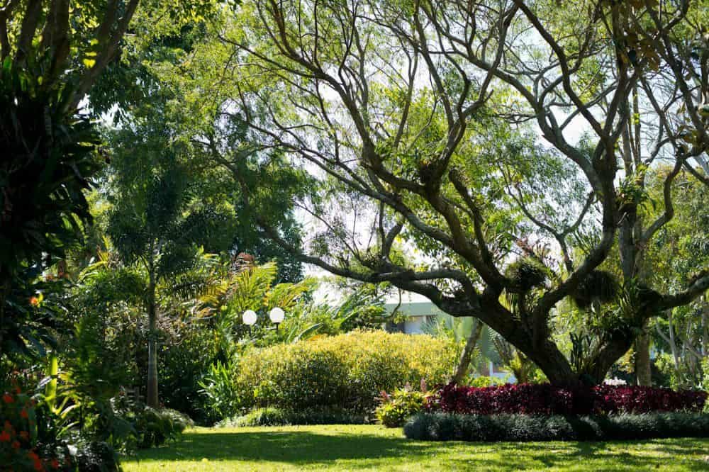 Vogelreis Costa Rica San Jose