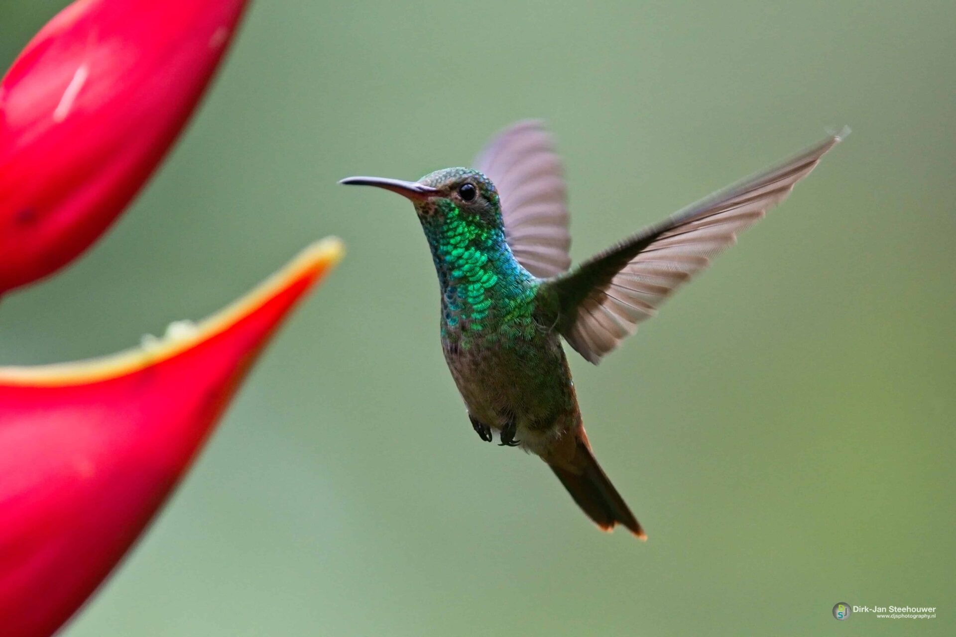 Vogelreis Costa Rica