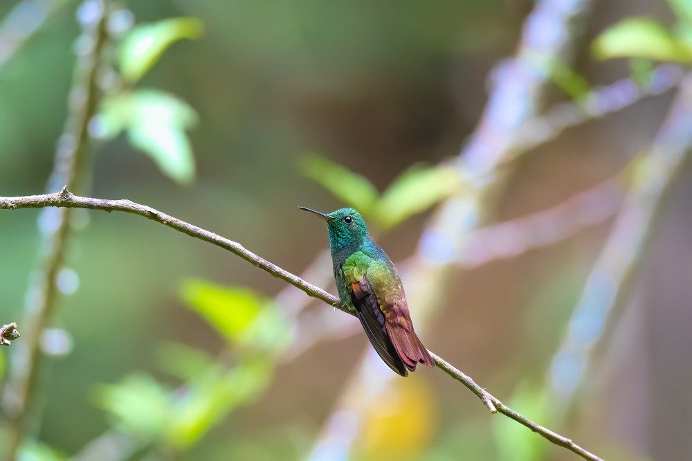 Vogelreis Guatemala Berylline Hummingbird Vogelreis Guatemala Berylline Hummingbird