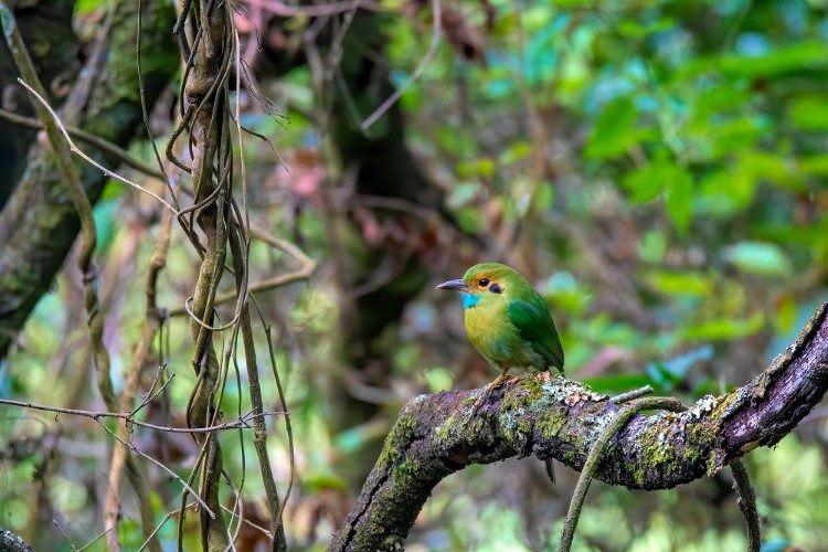 Vogelreis Guatemala Blue throated Motmot
