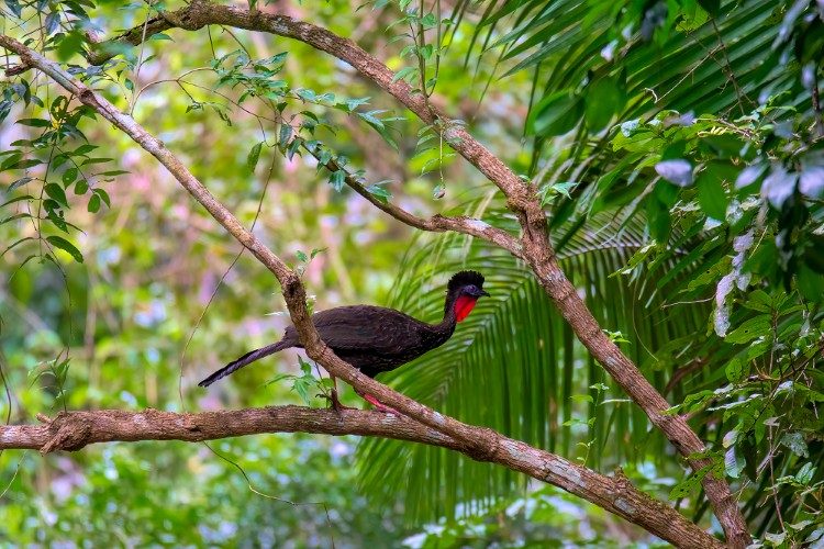 Vogelreis Guatemala Crested Guan Los Tarrales Vogelreis Guatemala Crested Guan Los Tarrales