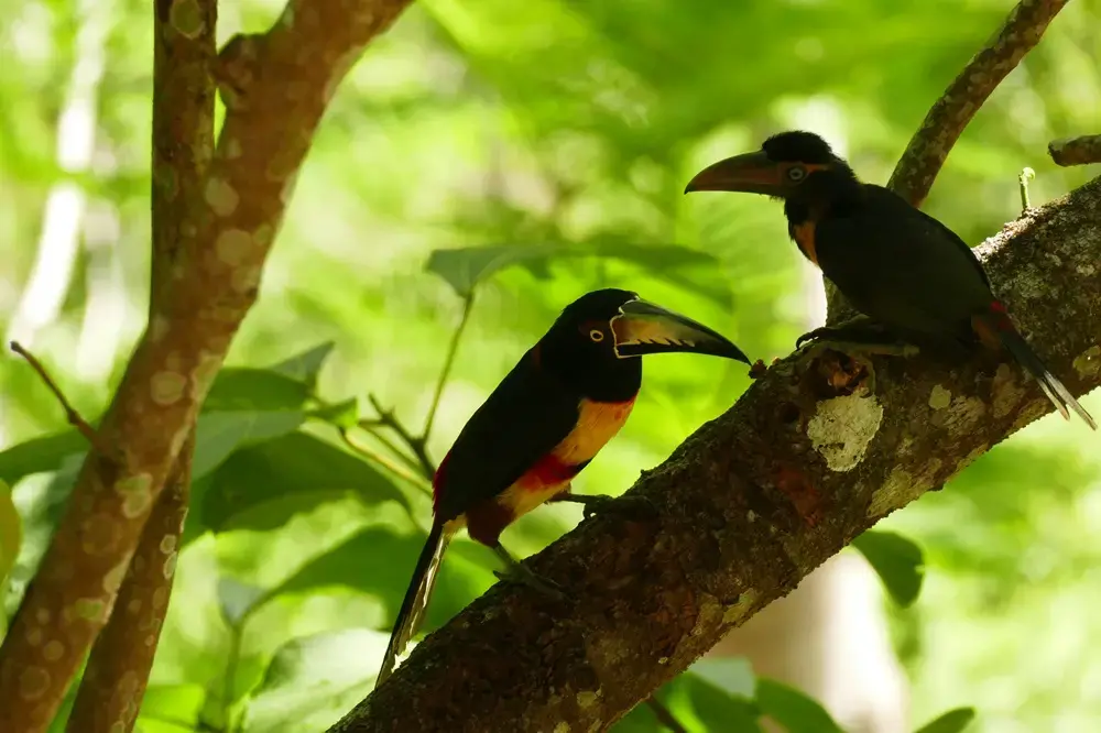 Vogels Belize jpg