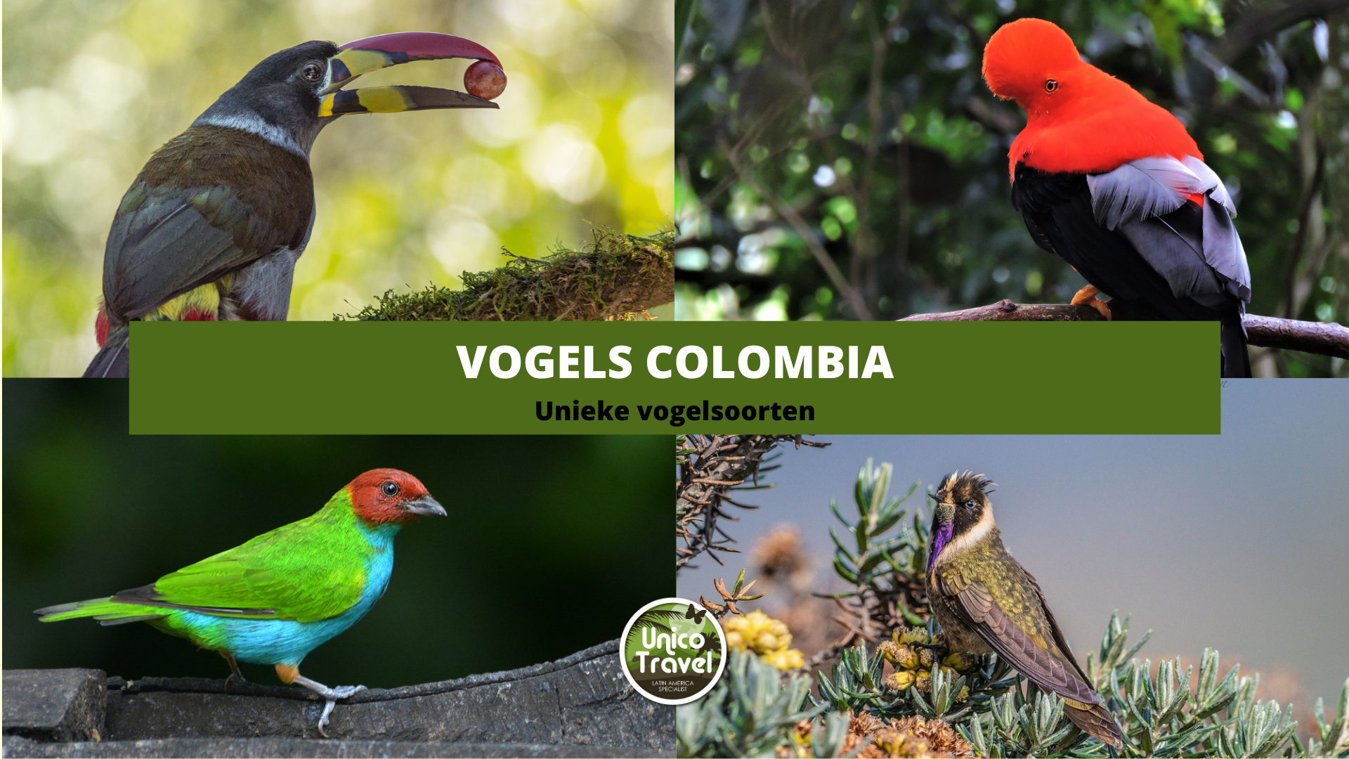 Vogels Colombia