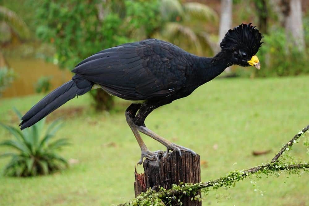 Vogels Costa Rica