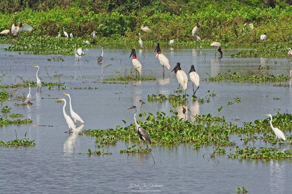 Vogels Pantanal wetlands