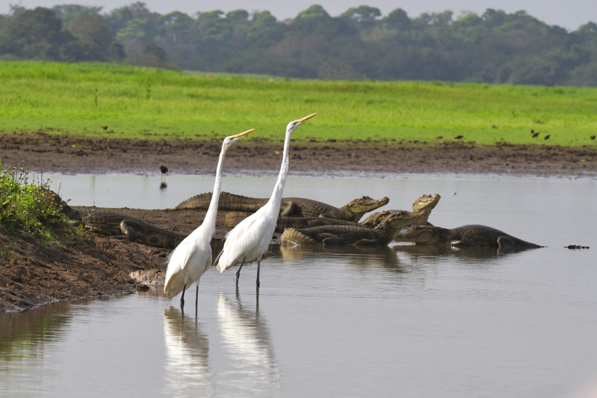 wildlife Cano Negro