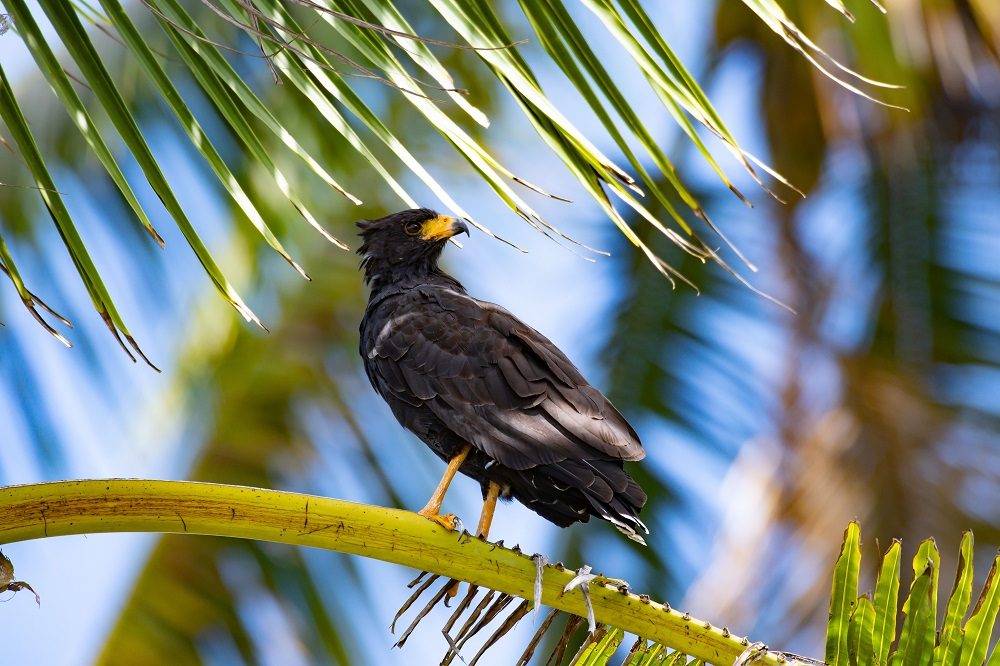 Vogels fotoreis Costa Rica