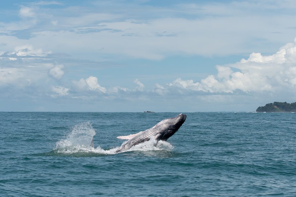 Walvis Panama Hoogtepunten blog Walvis Panama blog