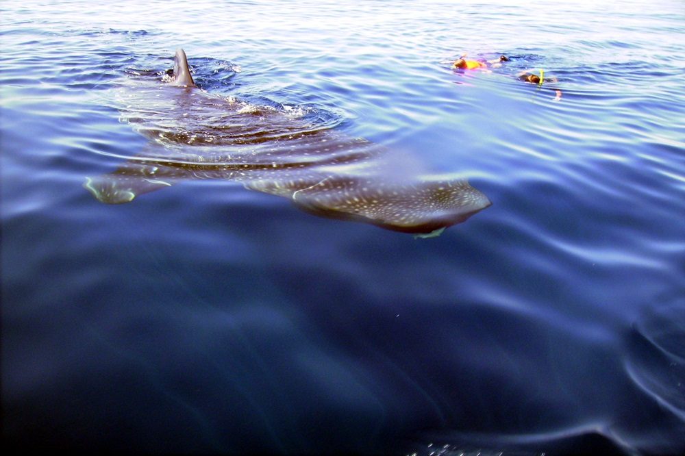 Walvishaai luxe reis Mexico Walvishaai luxe reis Mexico