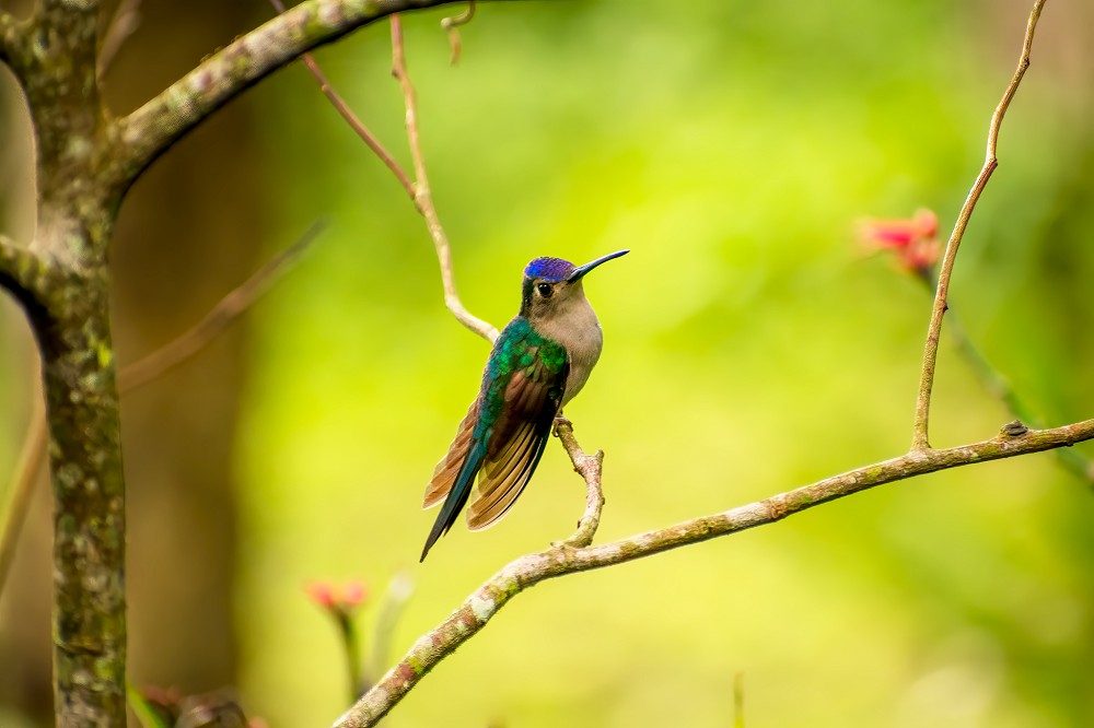 Wedge tailed Sabrewing  Las Guacamayas Biological Station