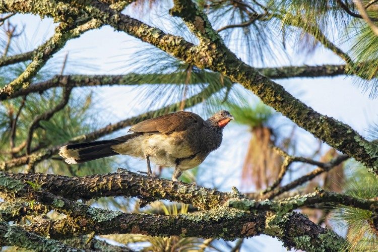 White bellied Chachalaca  Los Tarrales