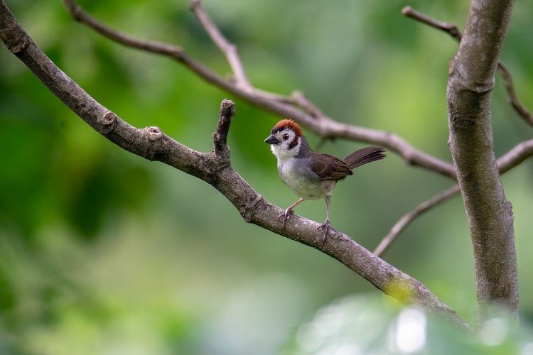 White faced Ground Sparrow Volcan San Pedro Lake Atitlan White faced Ground Sparrow Volcan San Pedro Lake Atitlan