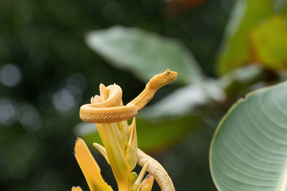 Wildlife Costa Rica fotoreis
