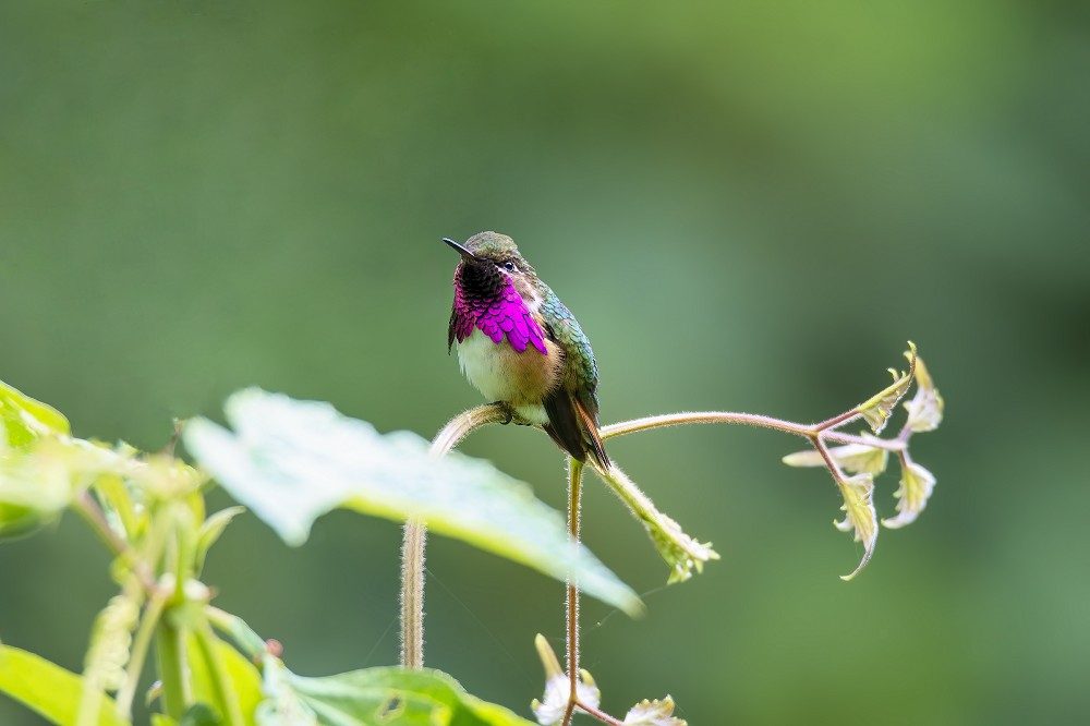 Wine throated Hummingbird  Quetzaltenango 1