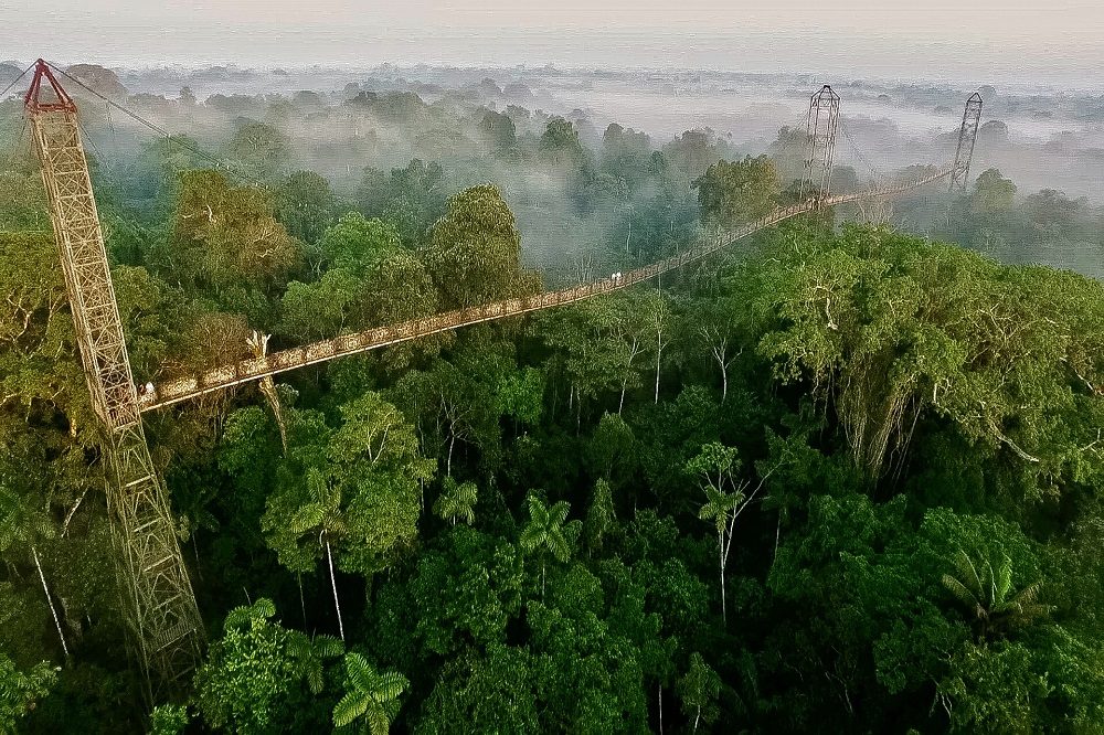 Yasuni Lower Napo Sacha Lodge Canopy walk Yasuni Lower Napo Sacha Lodge Canopy walk