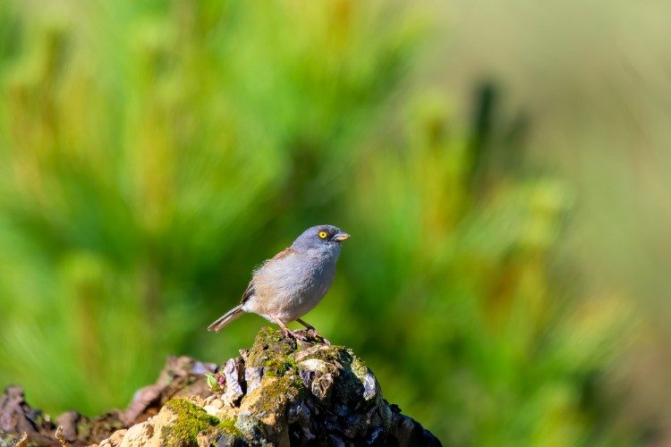 Yellow eyed Junco  Todos Santos Cuchumatan