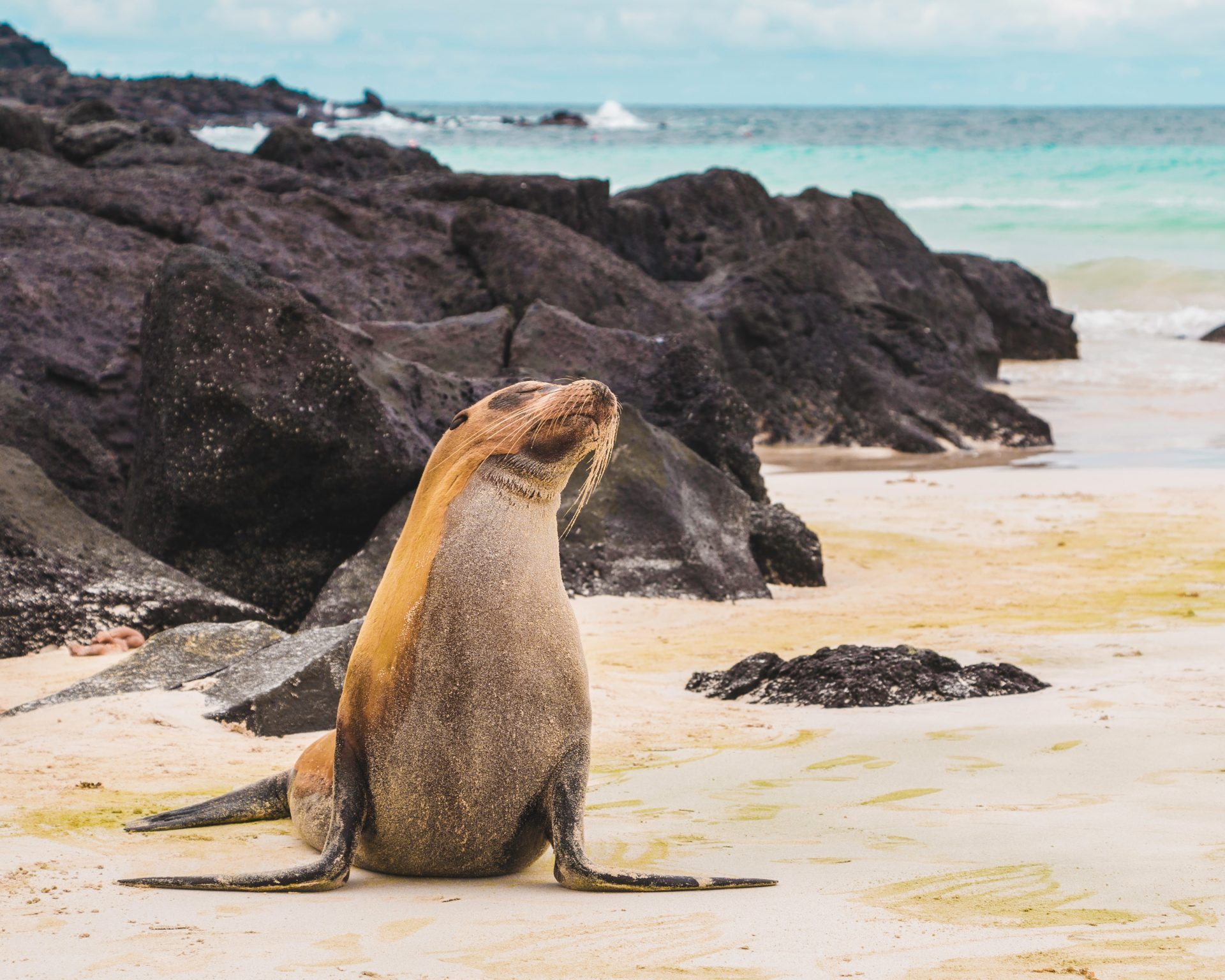 Zeeleeuw dieren Galapagos