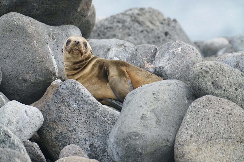 Zeeleeuw Galapagos 1