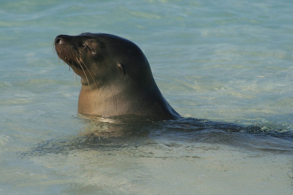 Zeeleeuw Galapagos 3