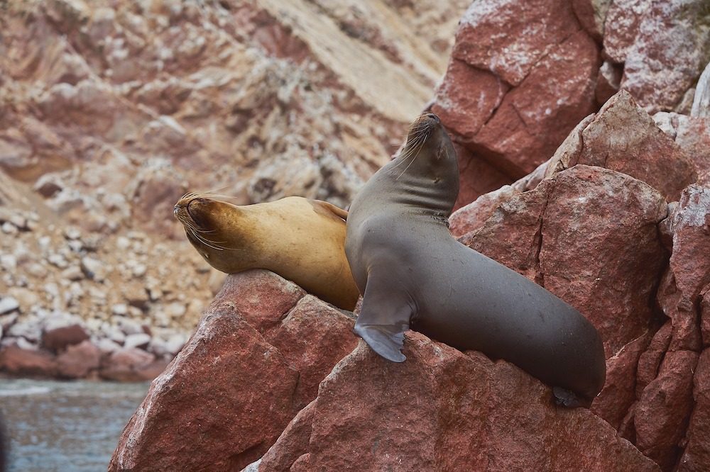 Zeeleeuw Paracas Rondreis Peru