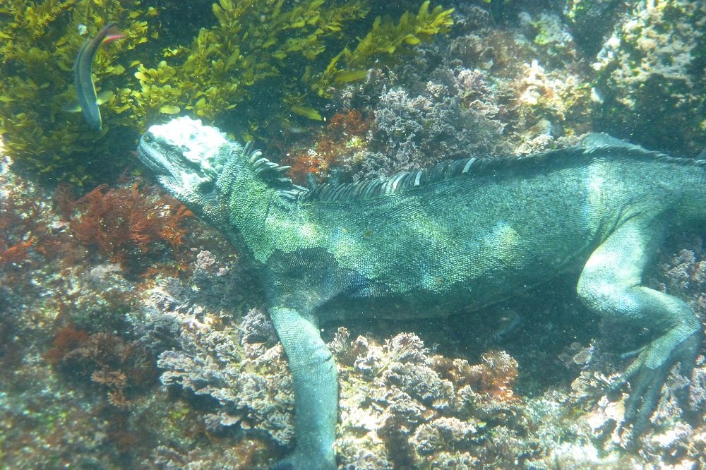 Zeeleguaan Galapagos 1