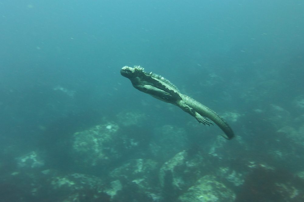 Zeeleguaan Galapagos Zeeleguaan Galapagos