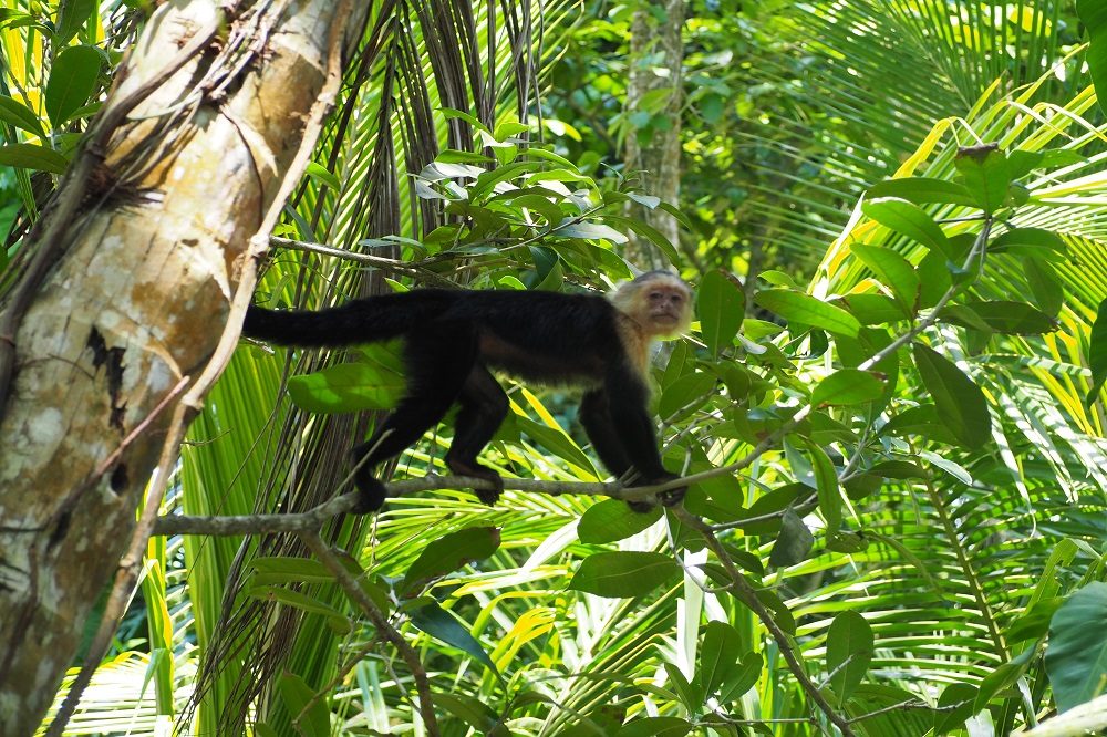 aap cahuita nationale parken costa rica