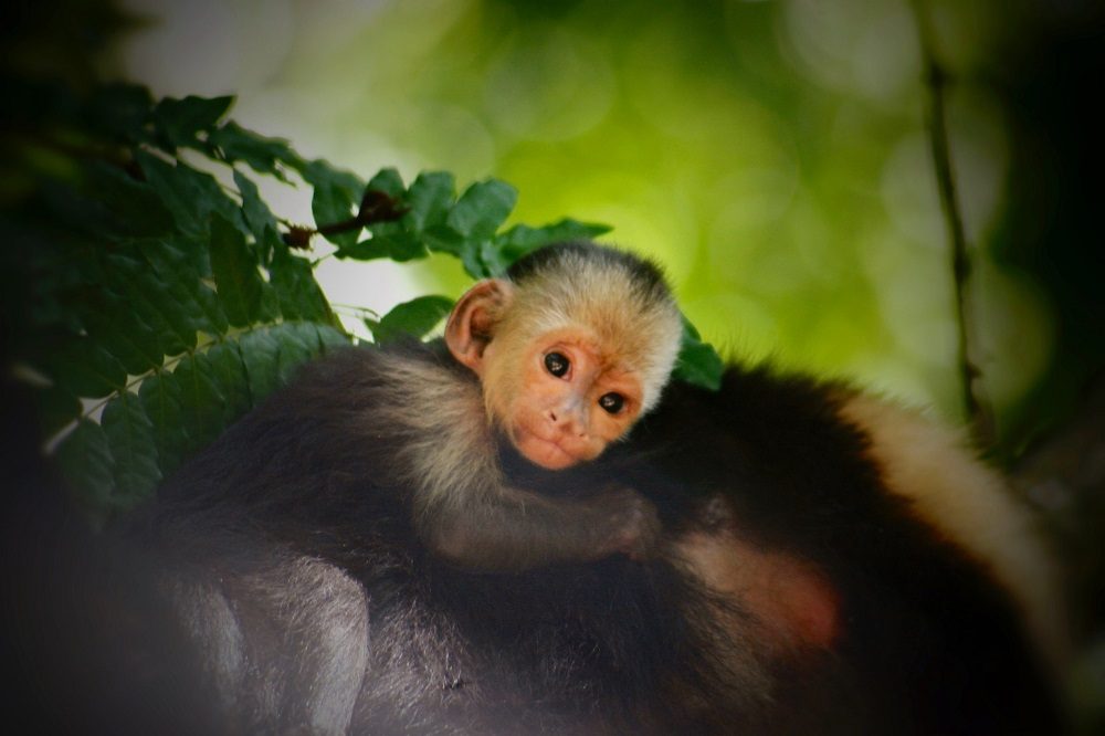 aap honduras 1
