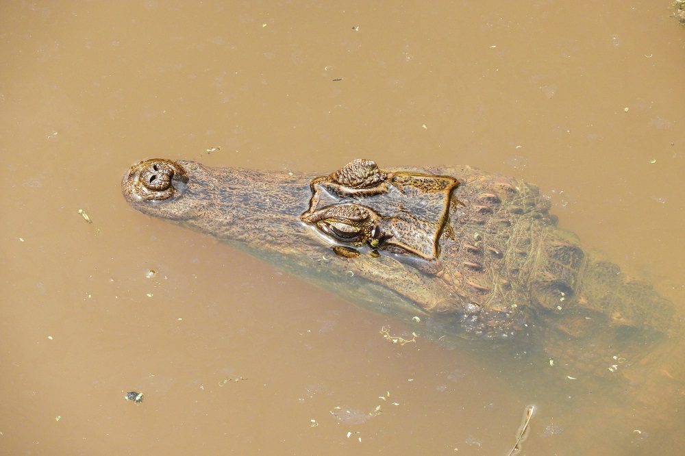 amazone kaaiman amazone kaaiman