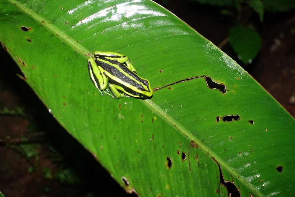 amazone kikker amazone kikker