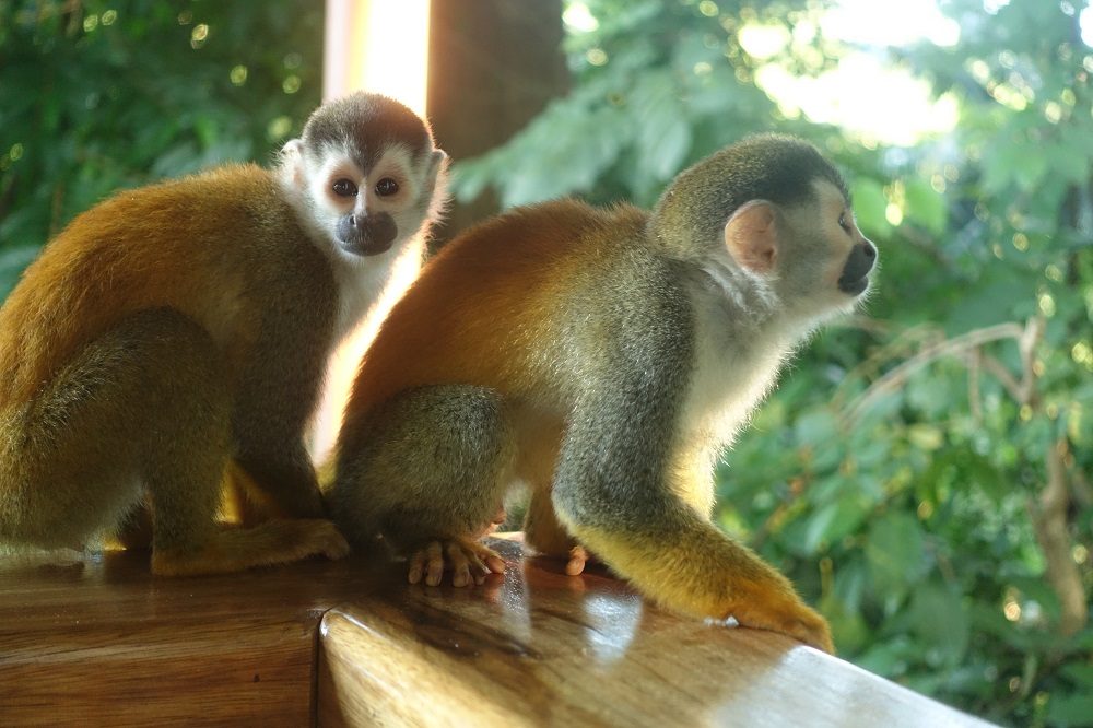 apen costa rica balkon apen costa rica balkon