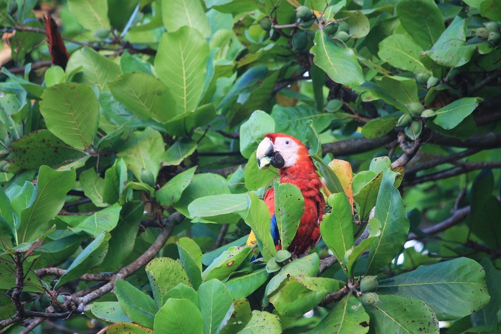ara corcovado ara corcovado