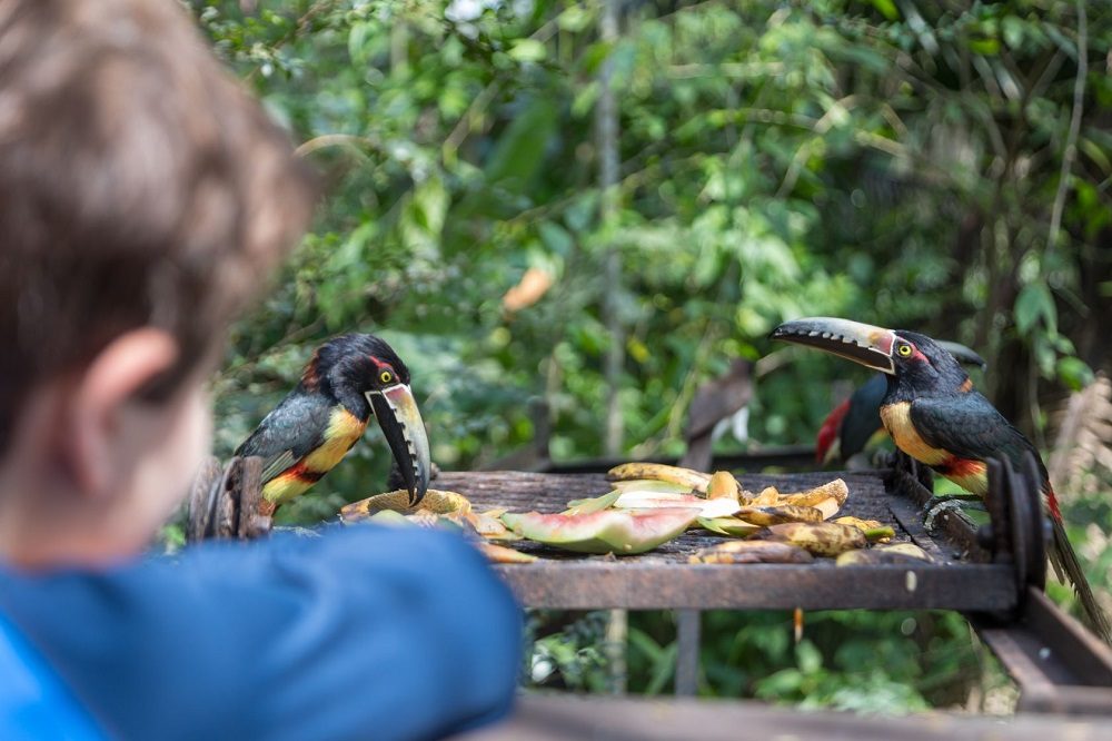 aracari's macal rivier