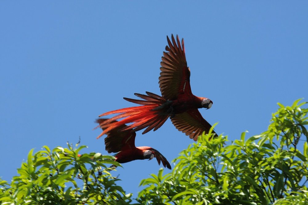 ara's nationaal park Corcovado