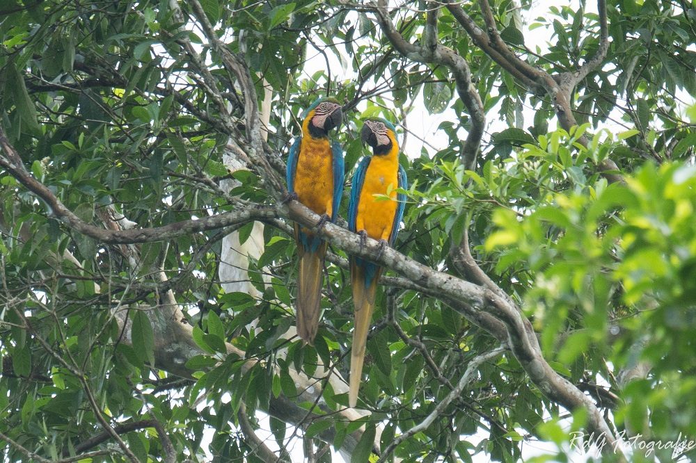 aras amazone aras amazone