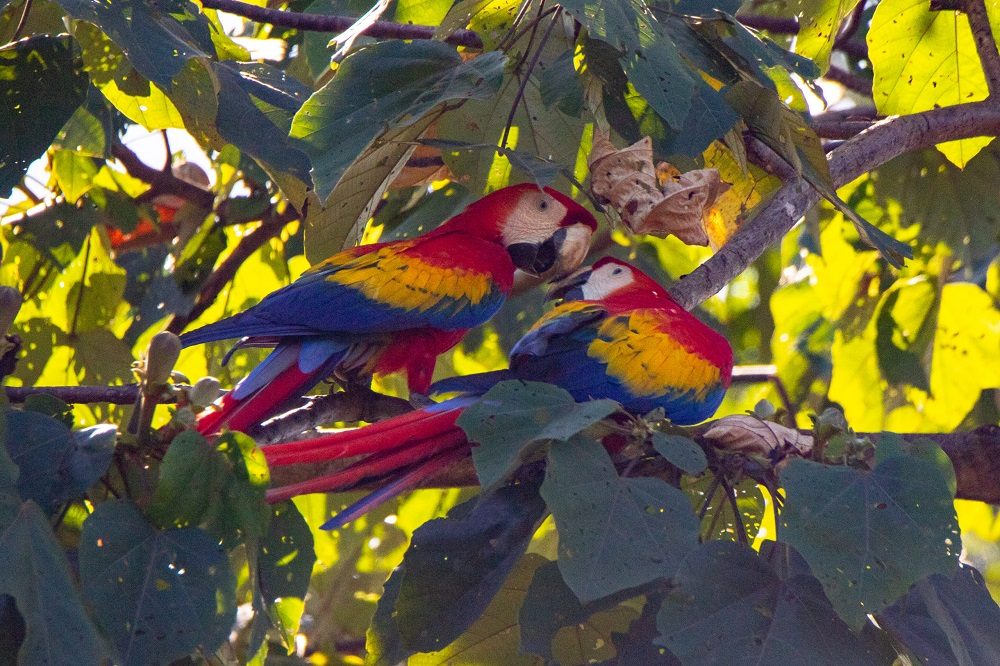 aras drake bay aras drake bay