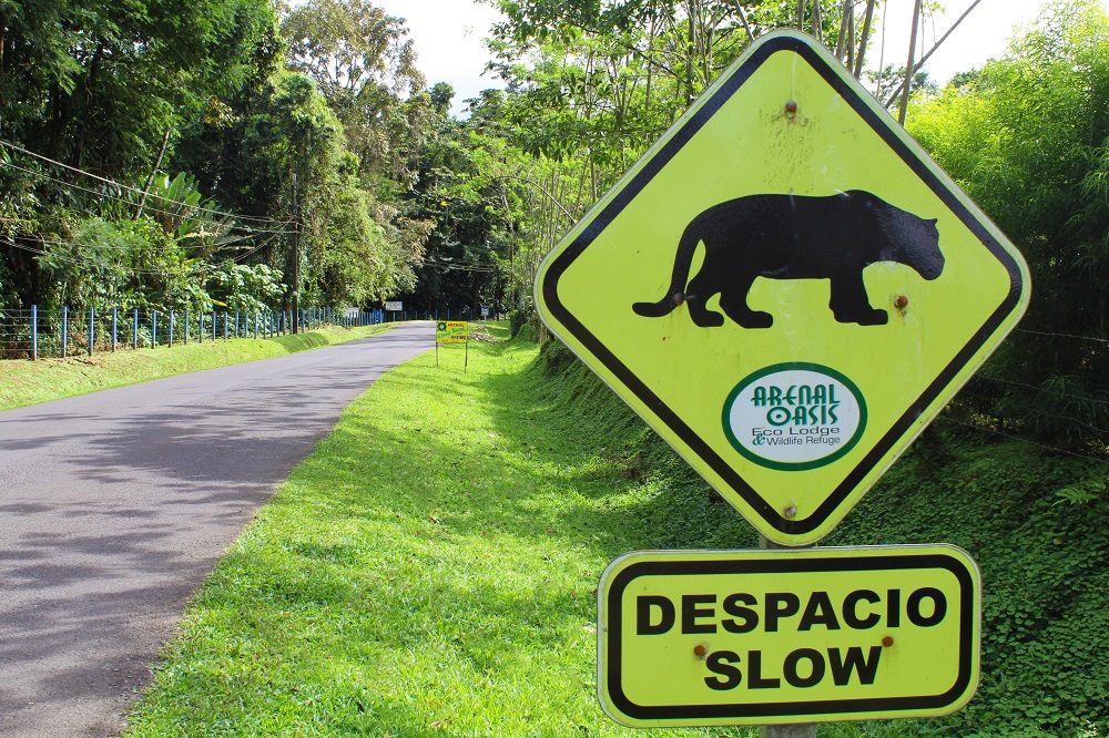 autorijden in Costa Rica overstekende dieren
