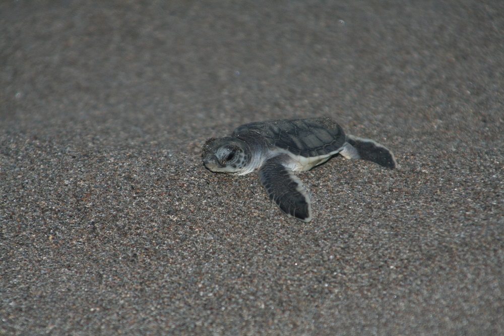 baby schildpad costa rica