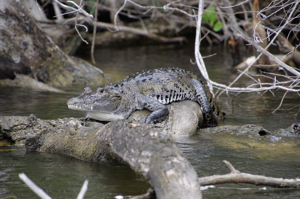 belize krokodil