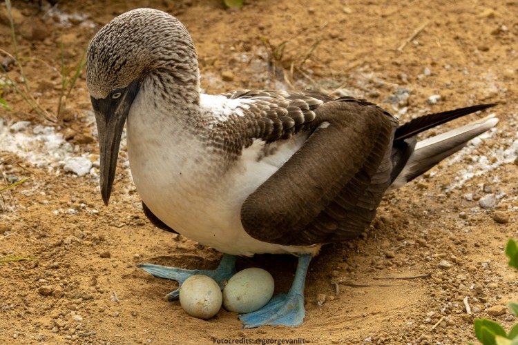 blauwvoetgent dieren galapagos