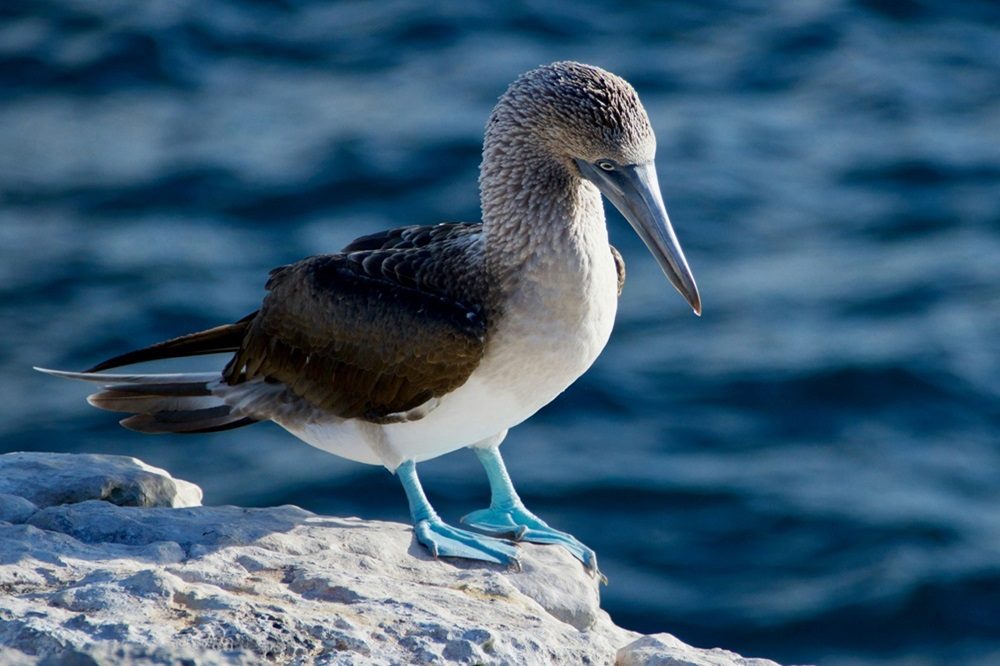 blauwvoetgent galapagos eilanden