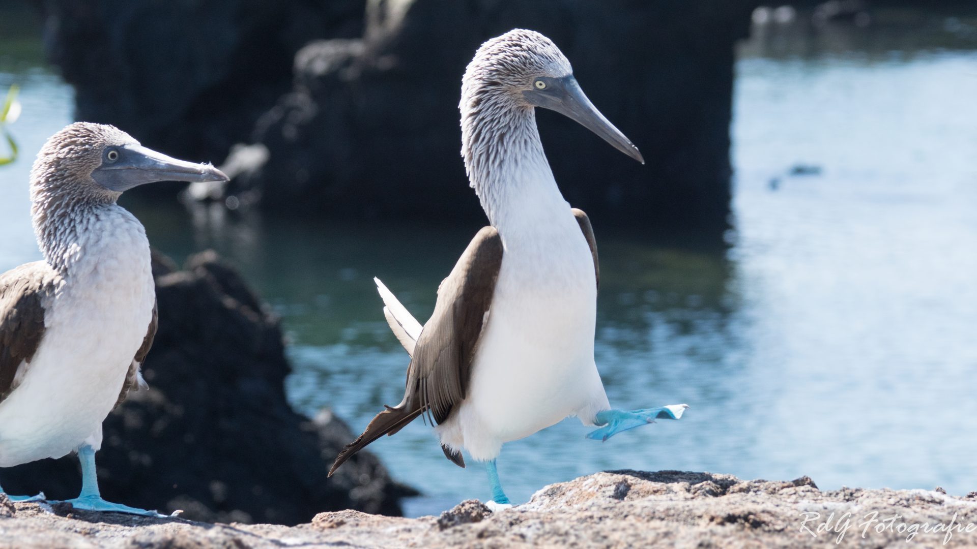 blauwvoetgenten Galapagos
