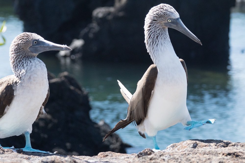 blauwvoetgenten galapagos